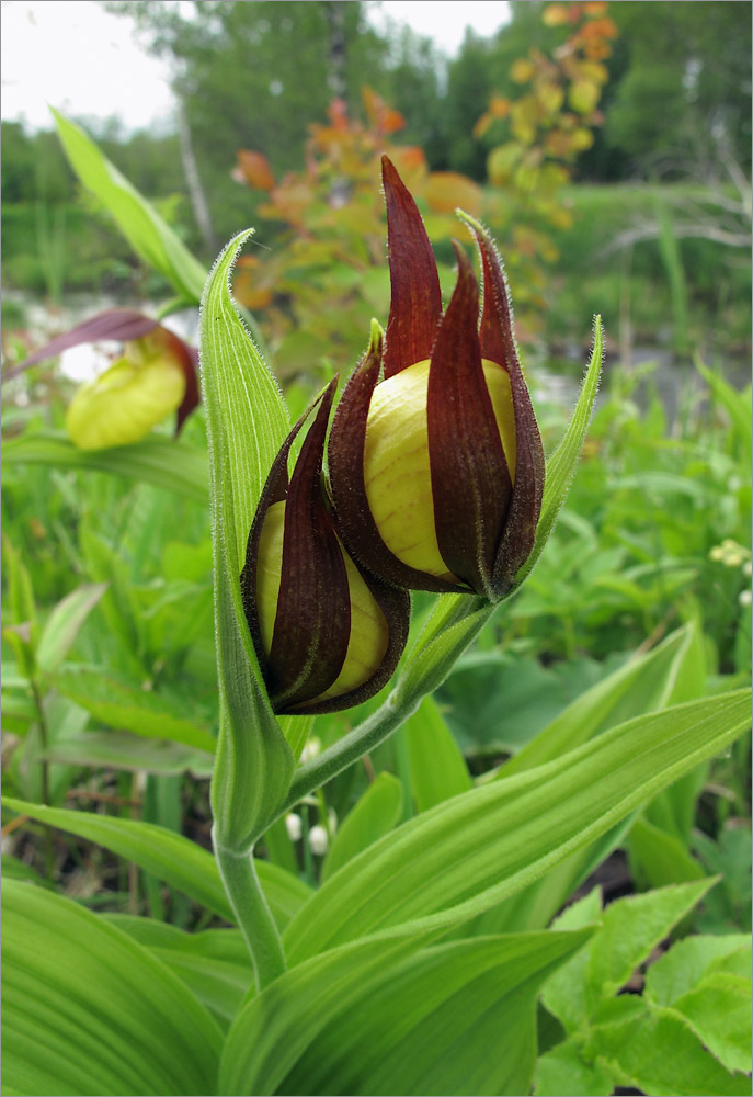 Image of Cypripedium calceolus specimen.