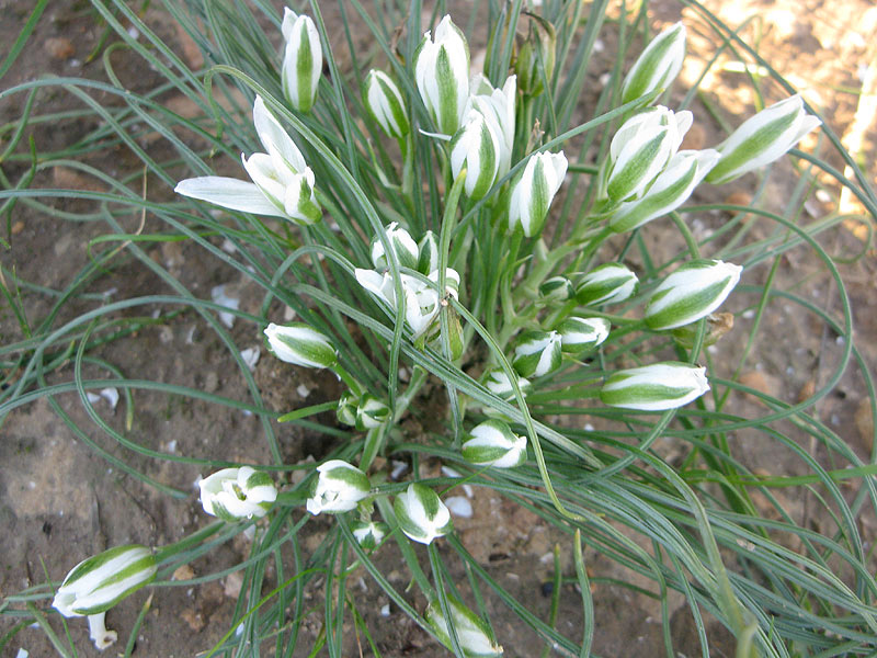 Изображение особи Ornithogalum trichophyllum.