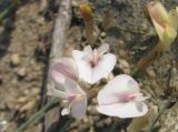 Astragalus ucrainicus. Соцветие. Украина, окраина г. Запорожья, берег озера. 02.05.2012.