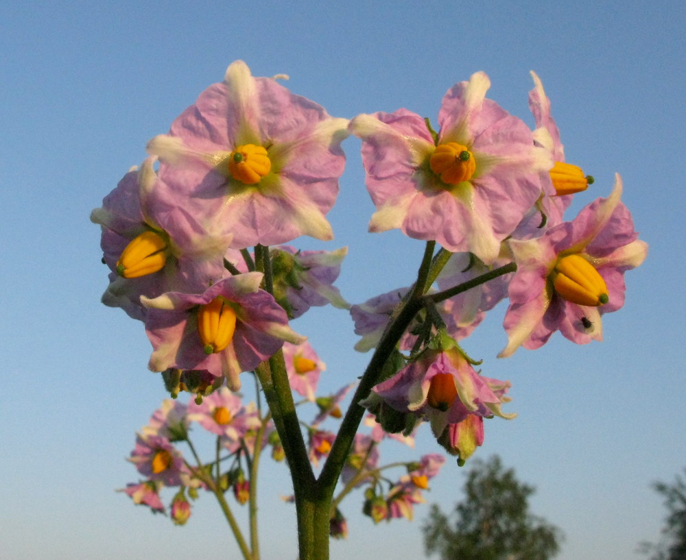 Изображение особи Solanum tuberosum.