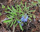 Corydalis ambigua. Цветущее растение. Владивосток, Ботанический сад-институт ДВО РАН. 1 мая 2013 г.