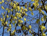 Corylopsis sinensis. Средняя часть кроны цветущего растения. Германия, г. Krefeld, ботанический сад. 20.04.2013.