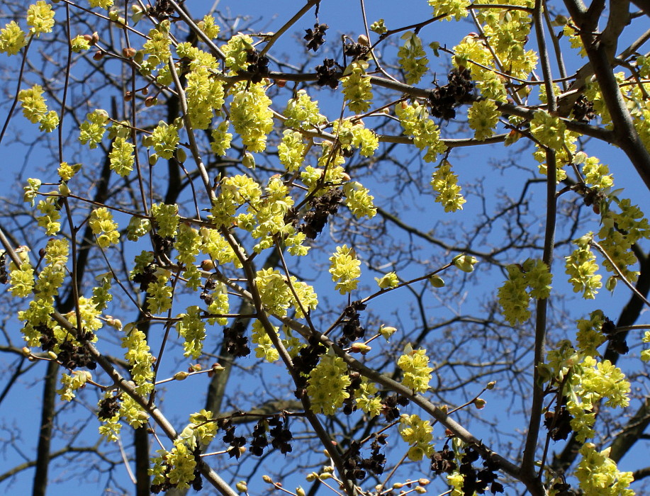 Изображение особи Corylopsis sinensis.