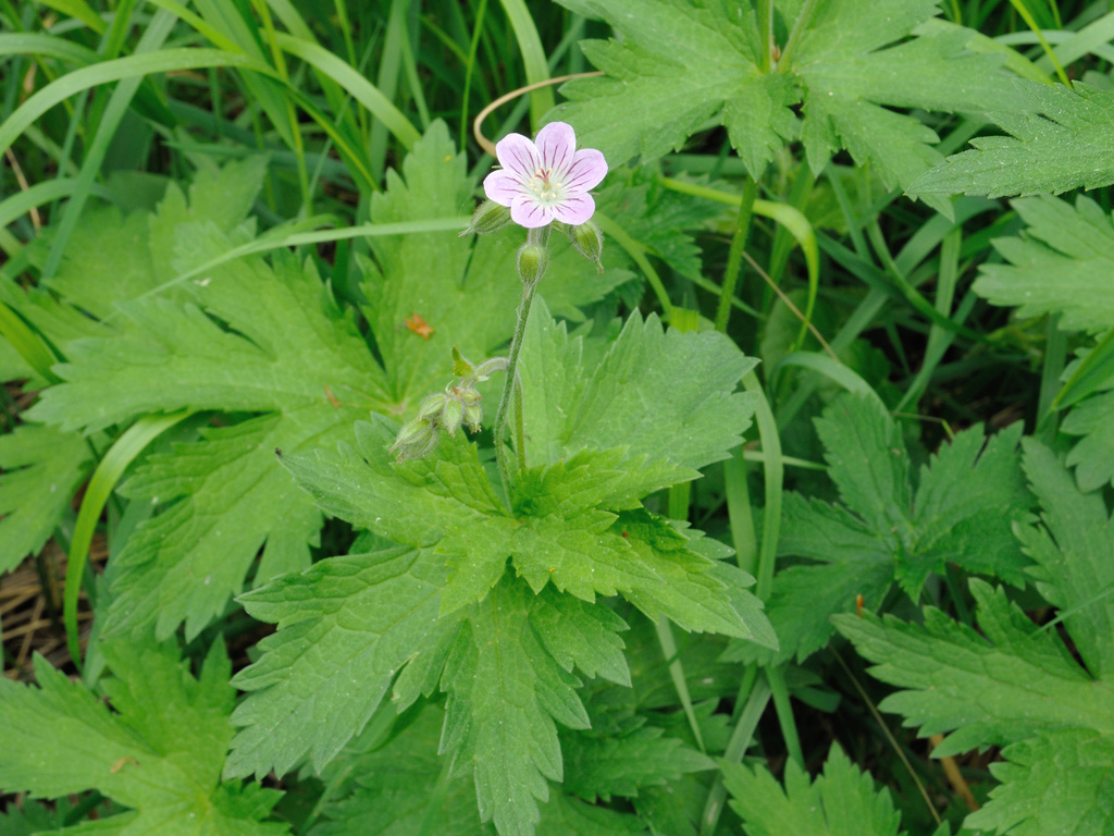 Image of Geranium sylvaticum specimen.