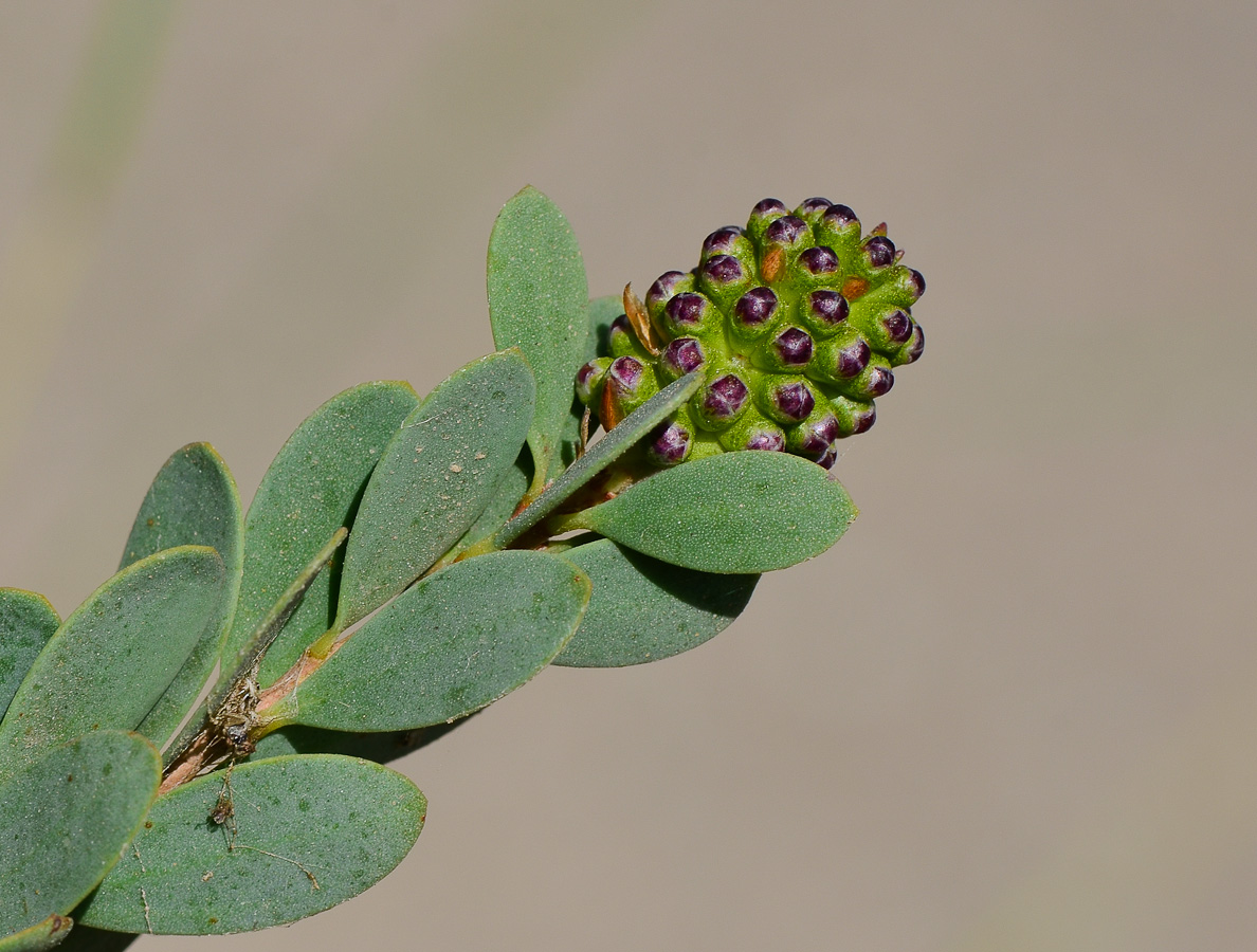 Image of Melaleuca nesophila specimen.