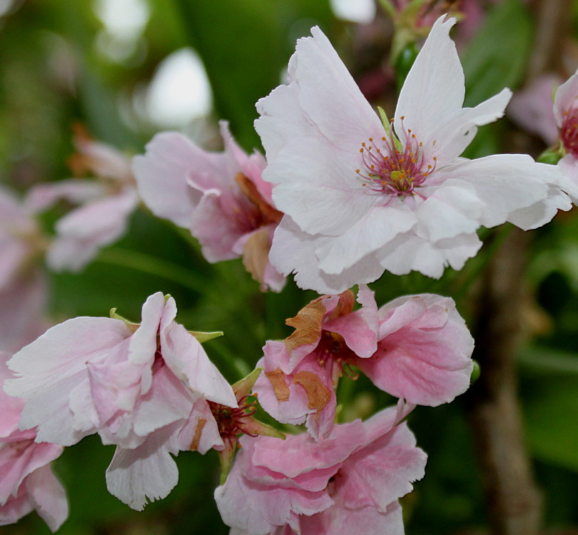 Image of Prunus serrulata specimen.