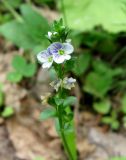 Veronica serpyllifolia