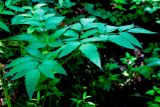 Angelica sylvestris