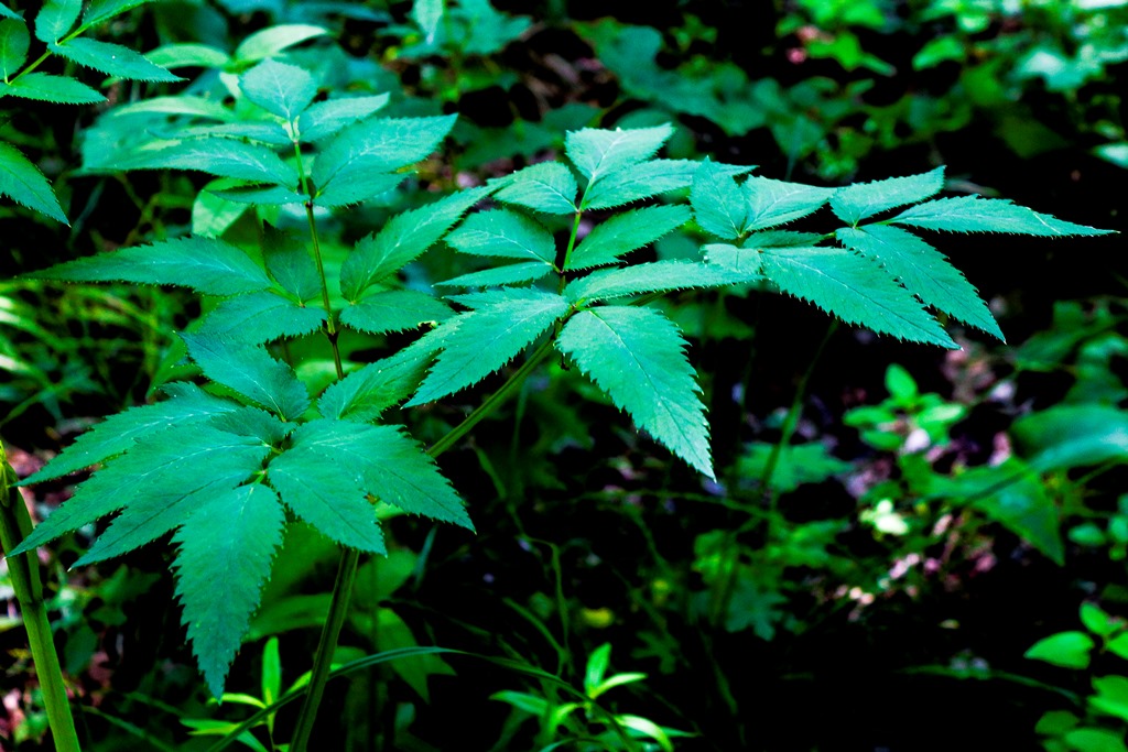 Изображение особи Angelica sylvestris.