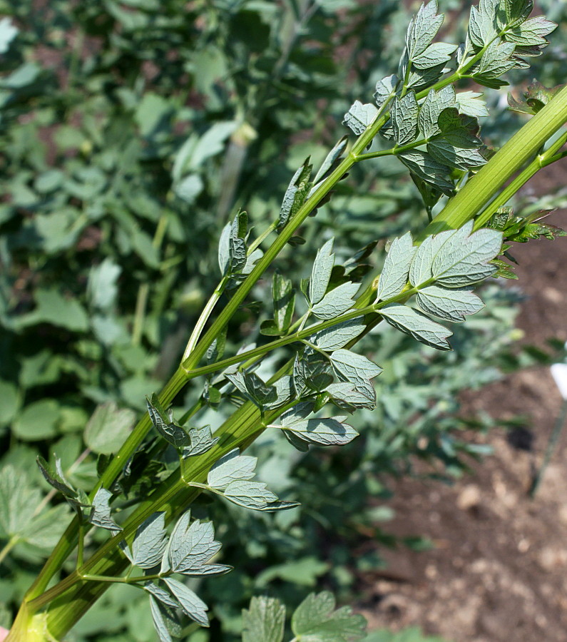 Image of genus Thalictrum specimen.