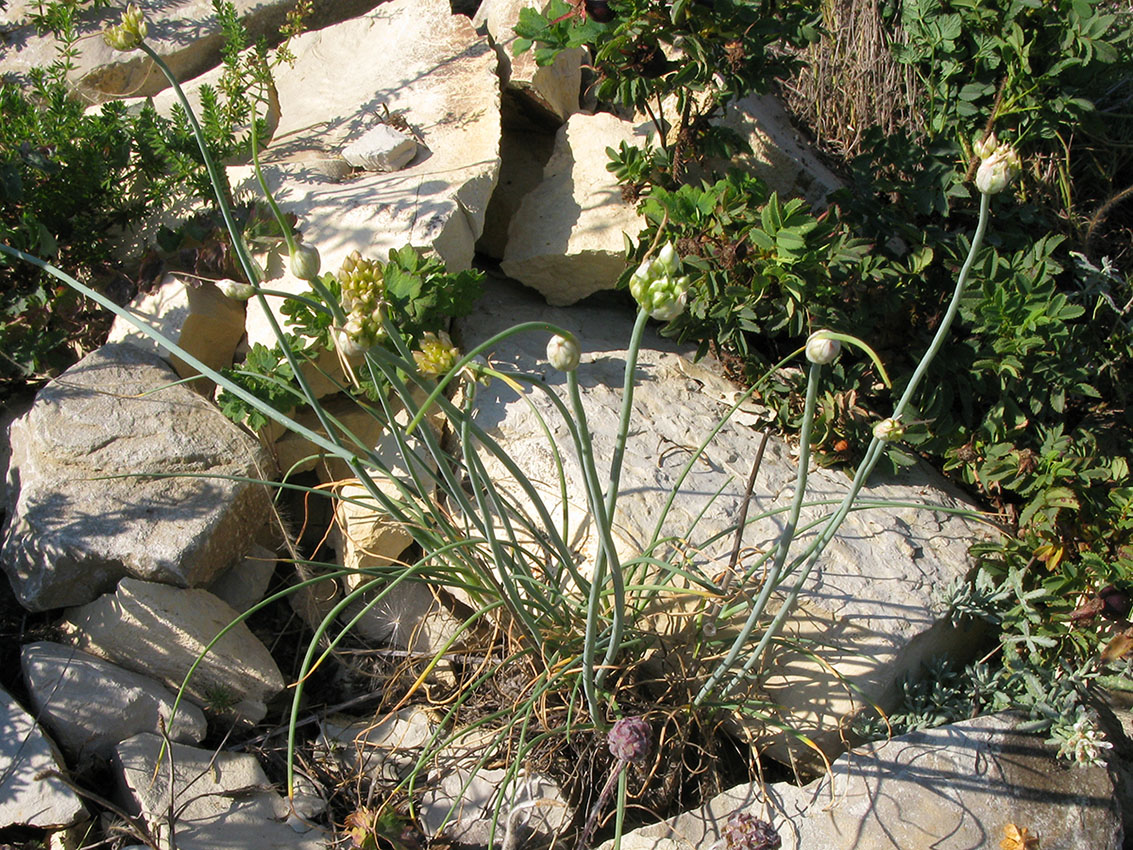 Image of Allium psebaicum specimen.