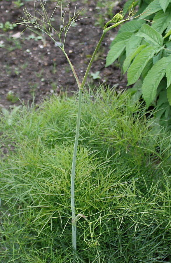 Image of Peucedanum officinale specimen.