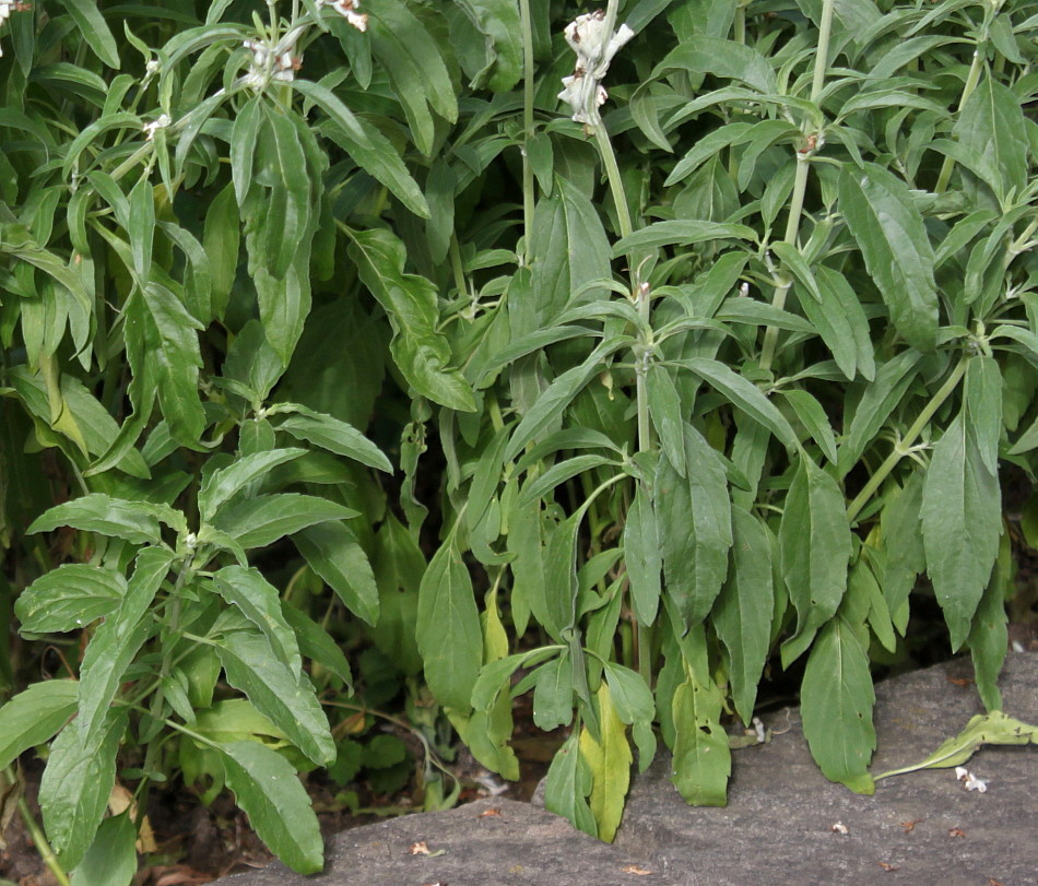 Image of Salvia farinacea specimen.