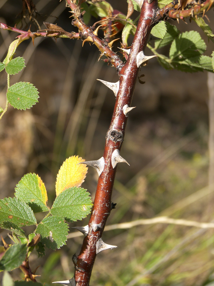 Image of Rosa khasautensis specimen.