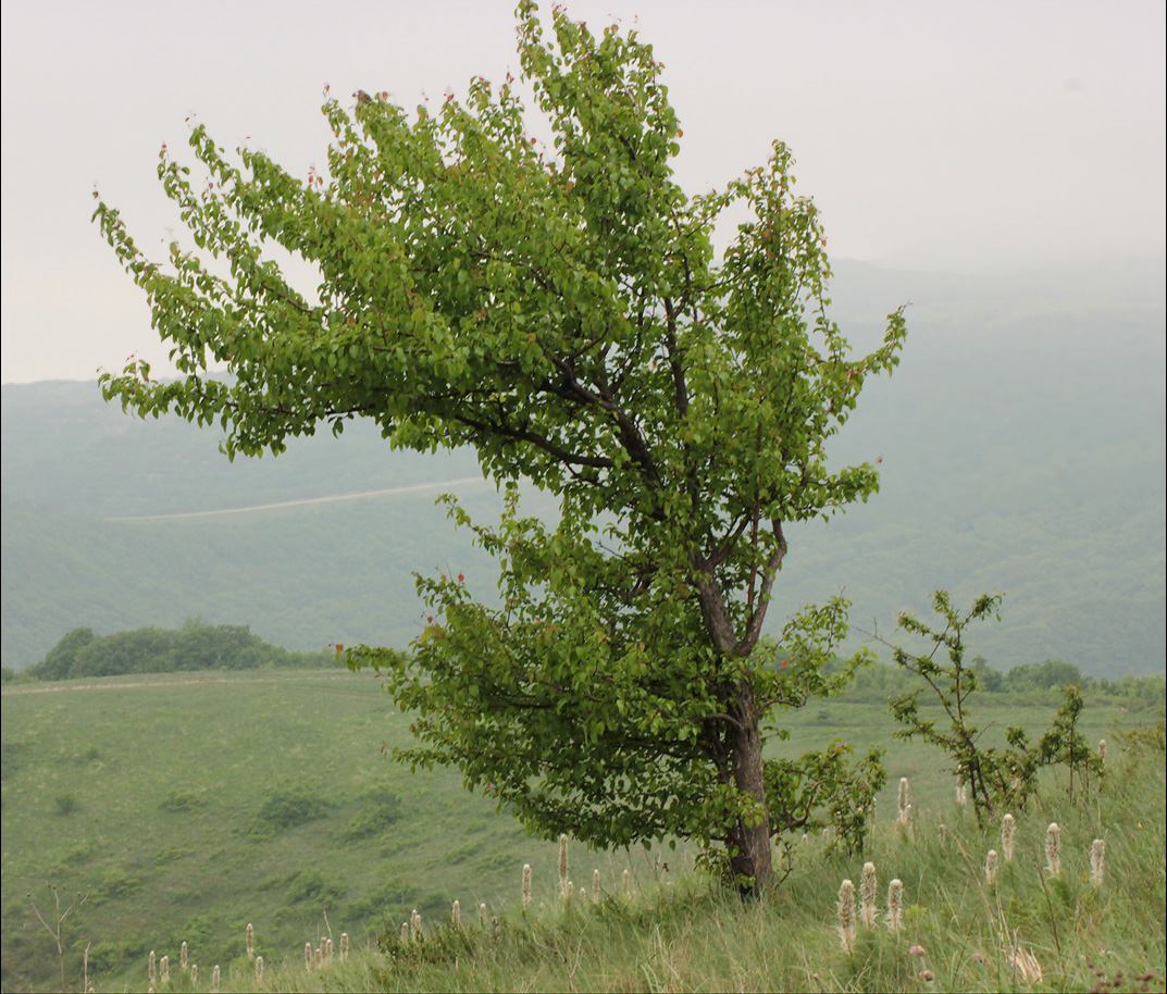 Деревья кавказа фото и названия