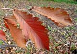 Quercus crispula