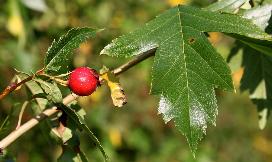 Изображение особи род Crataegus.