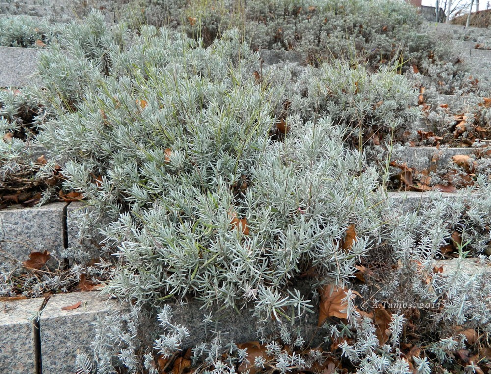 Image of Lavandula angustifolia specimen.