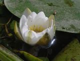 Nymphaea candida. Цветок. Московская обл., г. Дубна, р. Дубна. 22.07.2007.