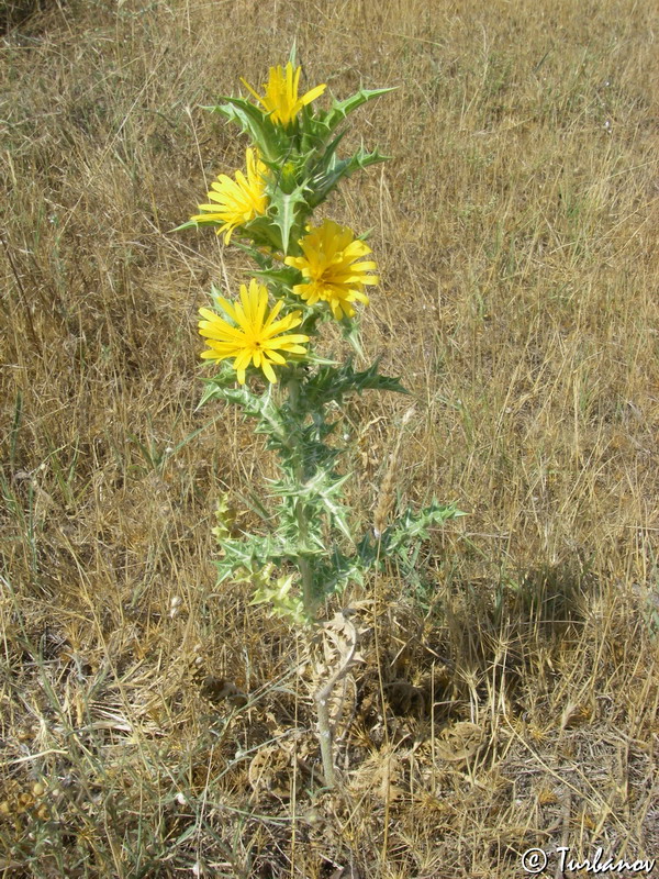 Изображение особи Scolymus hispanicus.