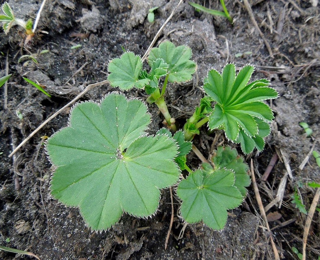 Изображение особи род Alchemilla.