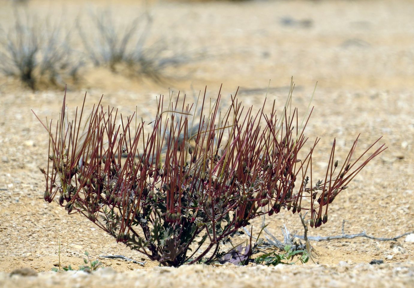 Image of Erodium crassifolium specimen.