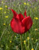 Tulipa schmidtii