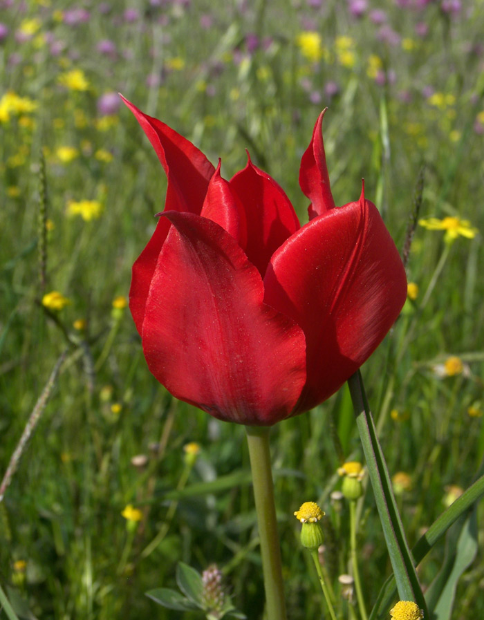 Изображение особи Tulipa schmidtii.
