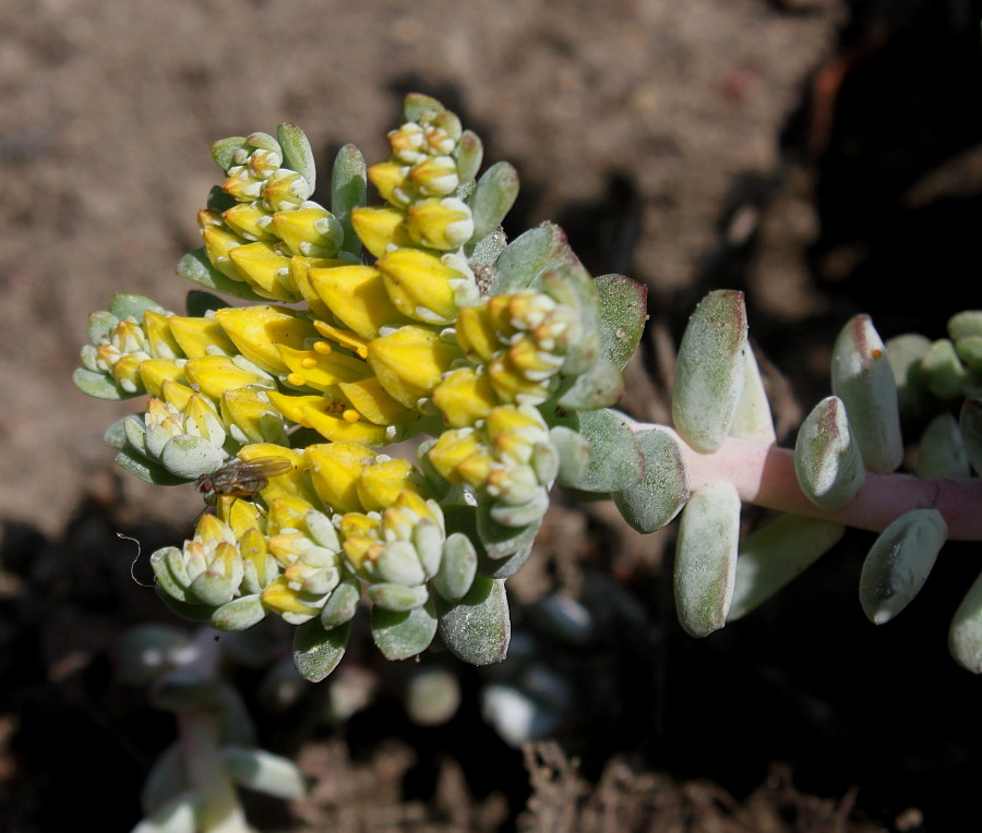 Image of Sedum spathulifolium specimen.