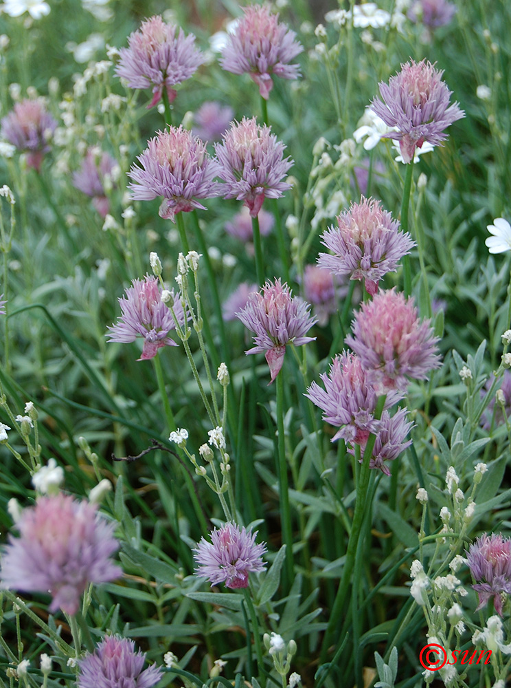 Image of Allium schoenoprasum specimen.