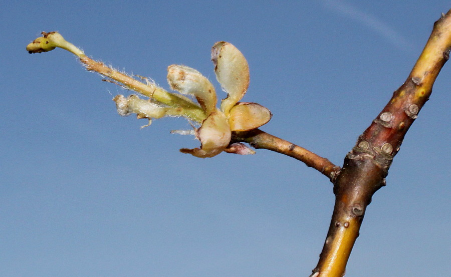 Image of Sassafras albidum specimen.