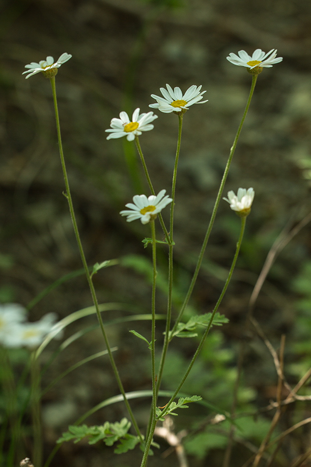 Изображение особи Pyrethrum poteriifolium.