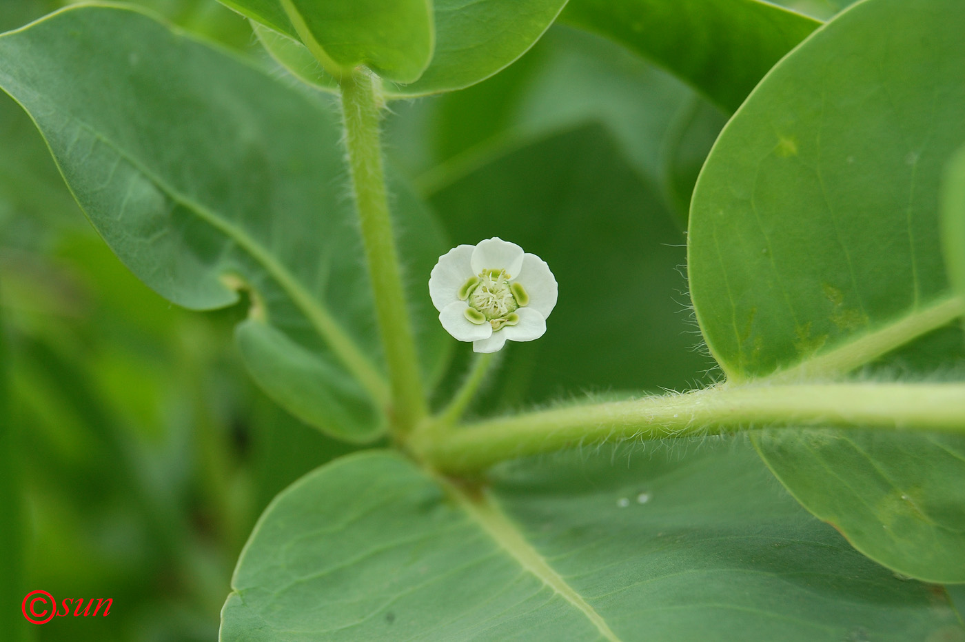 Изображение особи Euphorbia marginata.