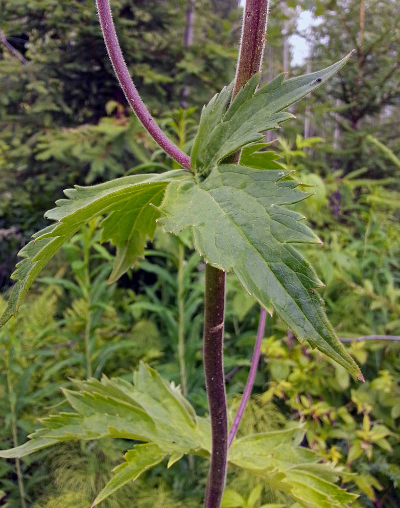 Изображение особи Aconitum septentrionale.