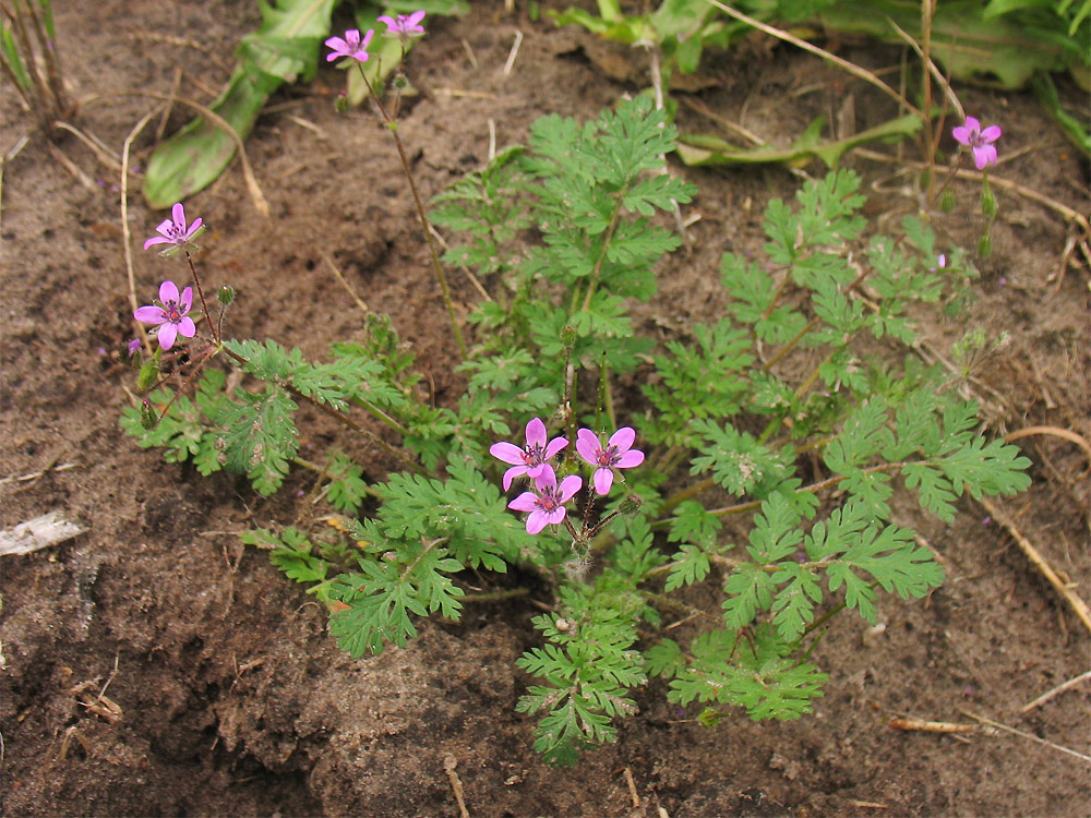 Изображение особи Erodium cicutarium.