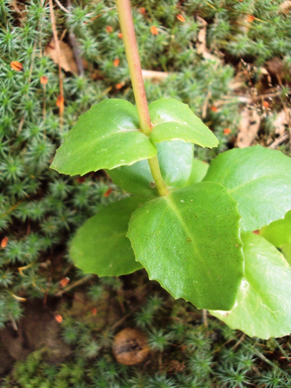 Image of Hylotelephium ruprechtii specimen.