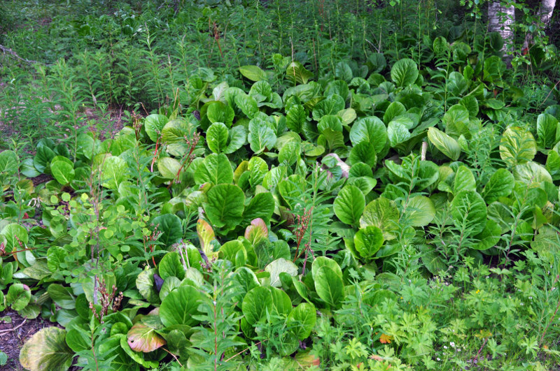 Image of Bergenia crassifolia specimen.