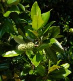 Magnolia grandiflora. Верхушка веточки с незрелым плодом. Италия, Падуя (Padova), парк Giardini dell'Arena. Июль 2014 г.