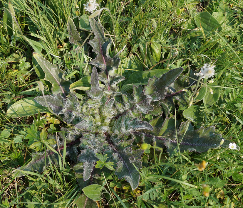 Изображение особи Cirsium esculentum.