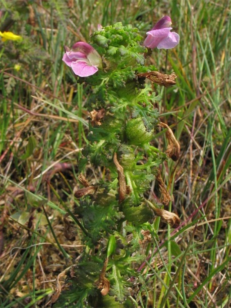 Изображение особи Pedicularis palustris.