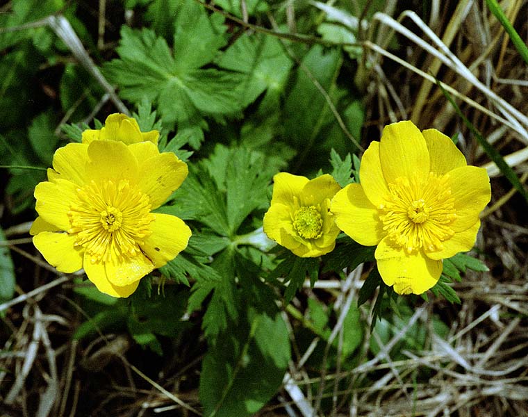 Изображение особи Trollius ranunculinus.