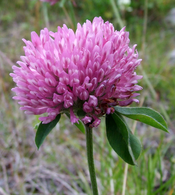 Изображение особи Trifolium pratense.