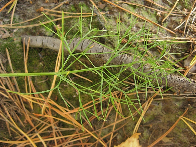 Image of Artemisia commutata specimen.