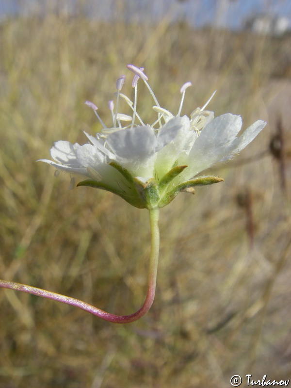 Image of Lomelosia argentea specimen.