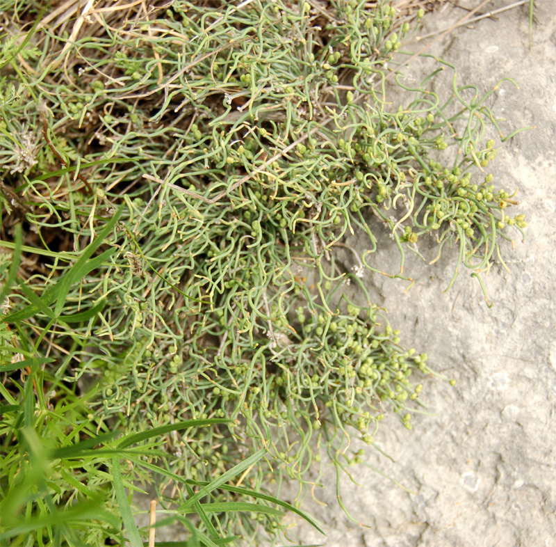 Image of Ephedra dahurica specimen.