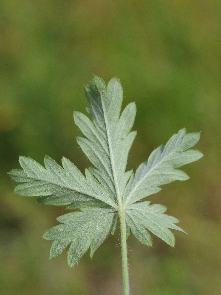 Image of Potentilla argentea specimen.