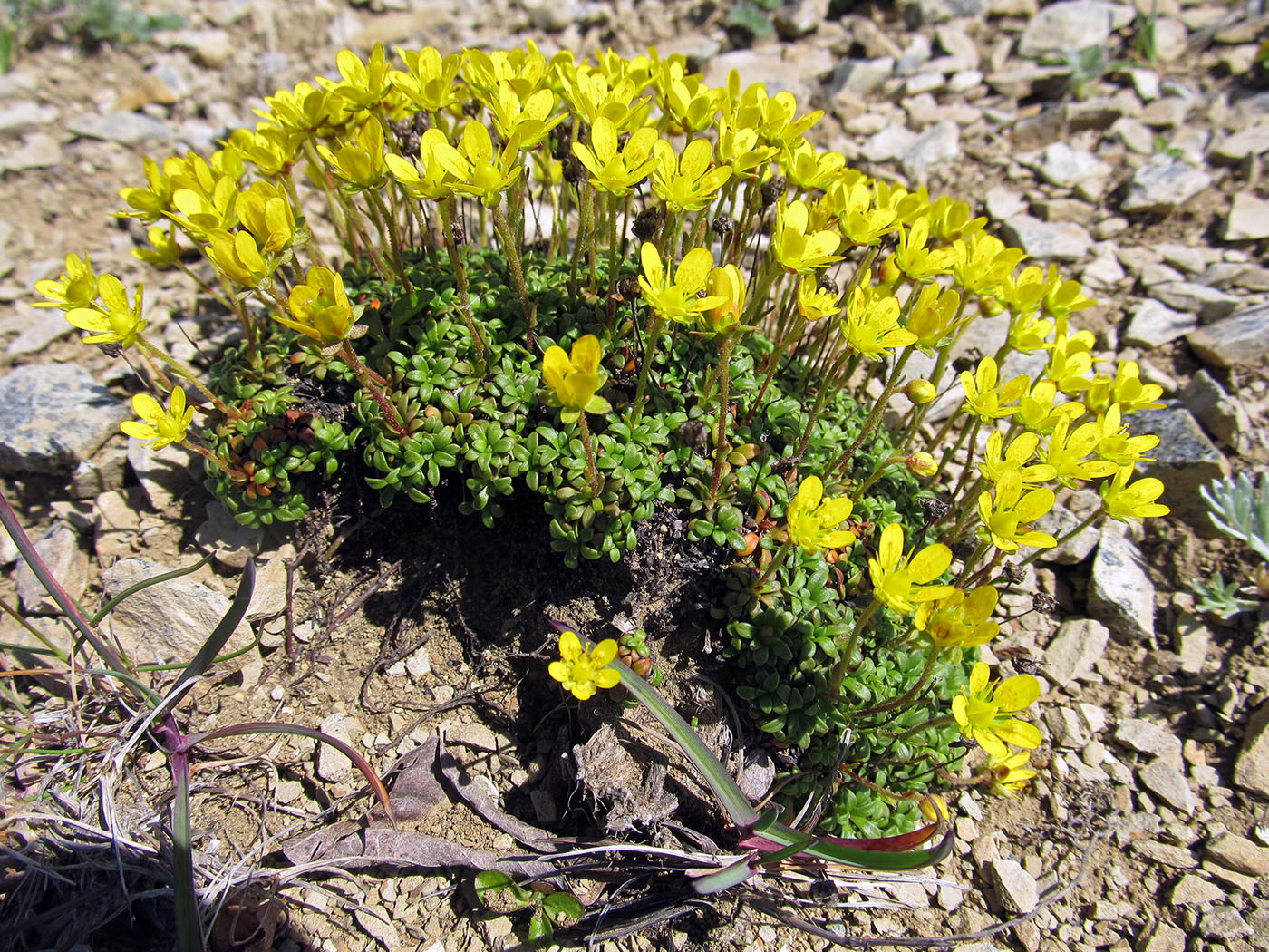 Изображение особи Saxifraga serpyllifolia.