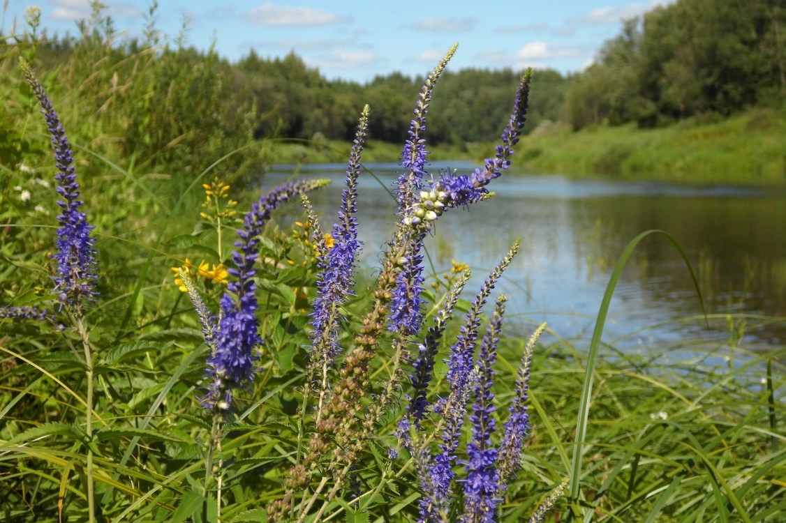 Image of Veronica longifolia specimen.