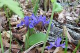 Iris uniflora