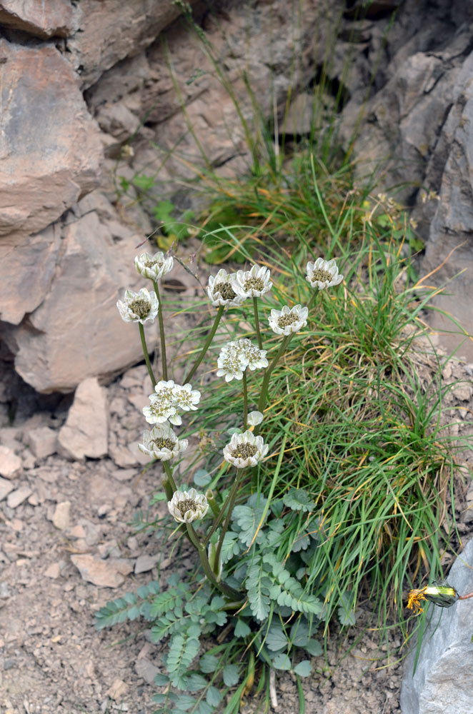 Image of Hymenolaena pimpinellifolia specimen.